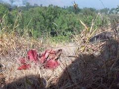 Euphorbia khandallensis