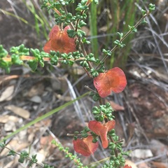 Dodonaea hirsuta