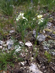 Erysimum flavum altaicum