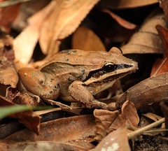 Leptodactylus mystaceus