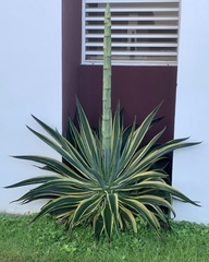 Agave desmettiana