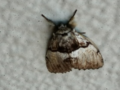 Lepidoptera