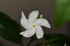 Tabernaemontana corymbosa