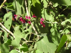 Salvia chiapensis