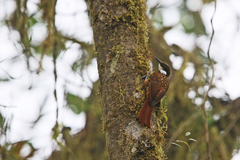 Pseudocolaptes boissonneautii