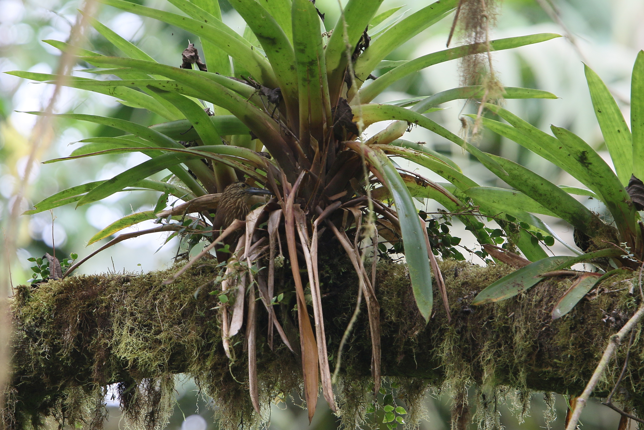 Strong-billed Woodcreeper (Xiphocolaptes promeropirhynchus)