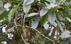 Syndactyla subalaris