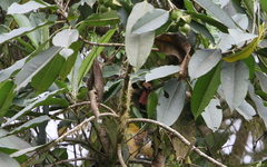 Syndactyla subalaris