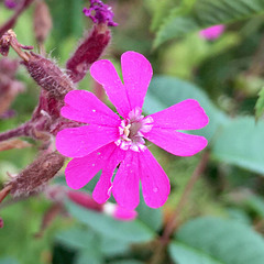 Silene dioica