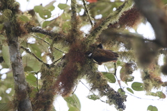 Pseudocolaptes boissonneautii
