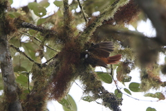 Pseudocolaptes boissonneautii