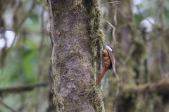 Pseudocolaptes boissonneautii