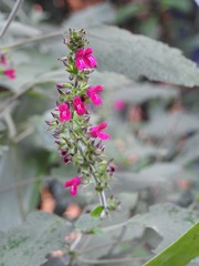Salvia chiapensis
