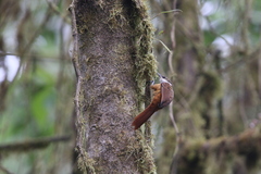 Pseudocolaptes boissonneautii