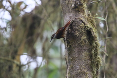 Pseudocolaptes boissonneautii