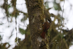 Pseudocolaptes boissonneautii