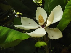Magnolia sharpii
