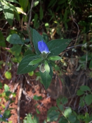 Cynarospermum asperrimum