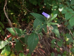 Cynarospermum asperrimum