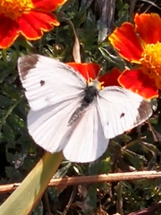Pieris rapae