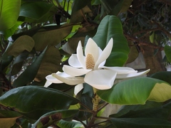 Magnolia sharpii