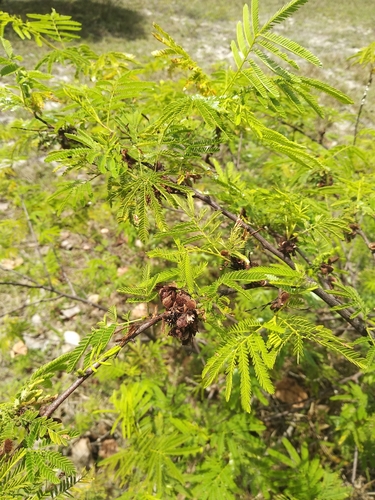 Mimosa tenuiflora