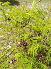 Mimosa tenuiflora