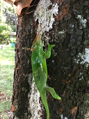 Kinyongia multituberculata