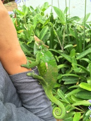 Kinyongia multituberculata