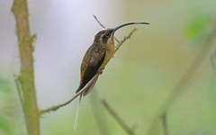 Phaethornis syrmatophorus