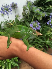 Kinyongia multituberculata