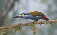 Andigena laminirostris