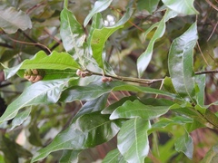 Quercus sapotifolia