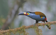 Andigena laminirostris