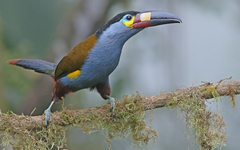 Andigena laminirostris