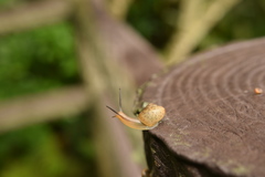 Acusta despecta despecta