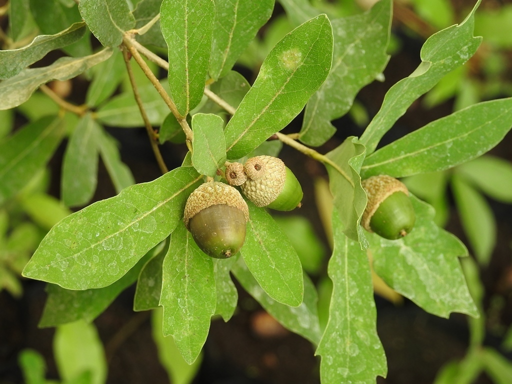 Quercus sebifera