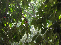 Syzygium malaccense