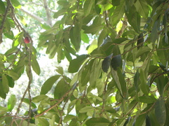 Syzygium malaccense
