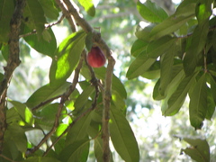 Syzygium malaccense