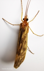 Halesus radiatus