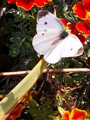 Pieris rapae