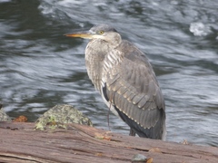 Ardea herodias