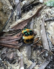 Poecilocoris latus