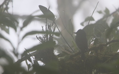 Pachyramphus homochrous