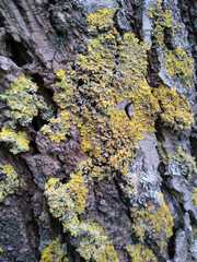 Xanthoria parietina