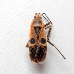 Physopelta gutta gutta