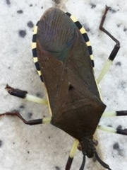 Plinachtus bicoloripes