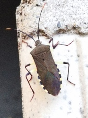 Plinachtus bicoloripes