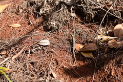 Cryptoblepharus nigropunctatus